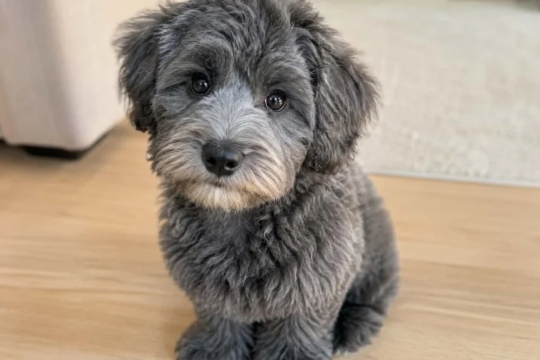 Schnoodle