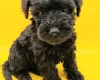 Schnoodle