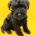 Schnoodle