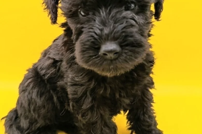 Schnoodle