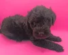 Schnoodle
