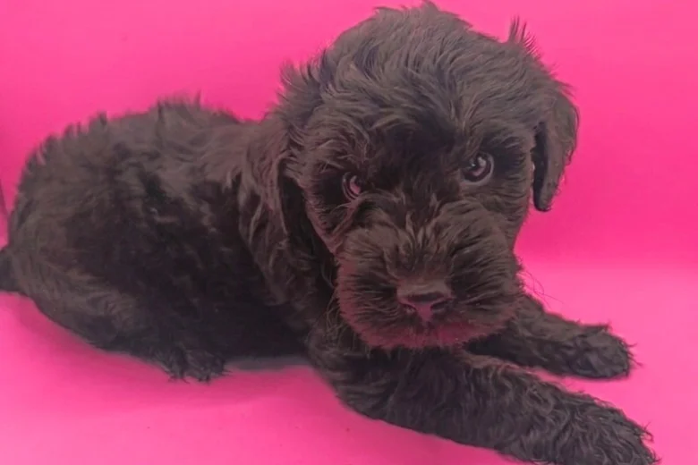 Schnoodle