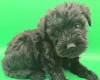 Schnoodle
