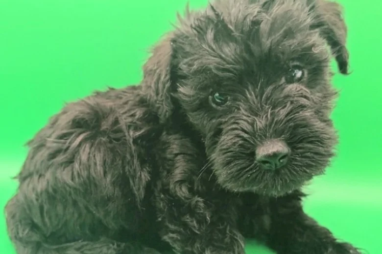 Schnoodle
