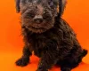 Schnoodle