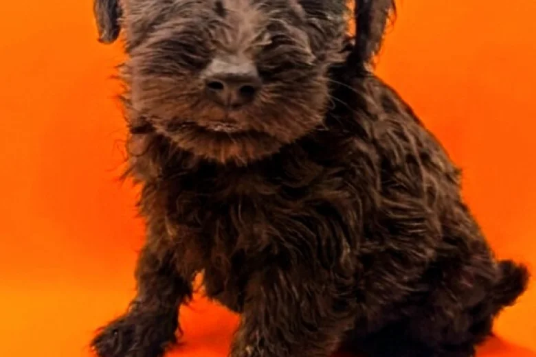 Schnoodle