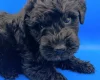 Schnoodle