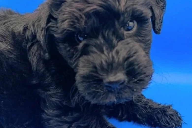 Schnoodle
