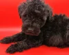 Schnoodle