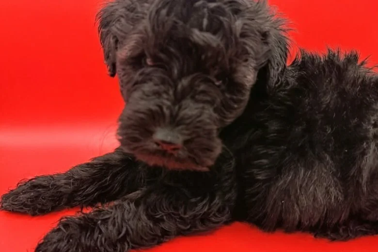 Schnoodle