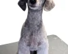 Schnoodle