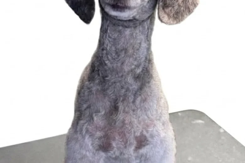 Schnoodle