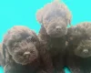 Schnoodle