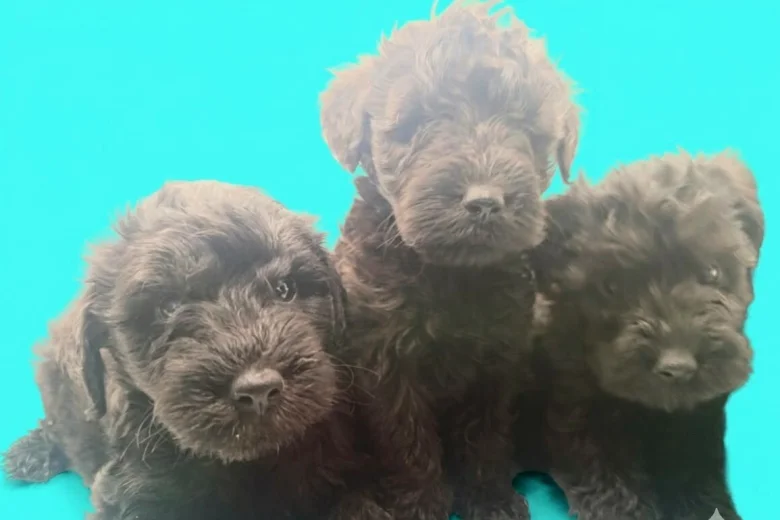 Schnoodle