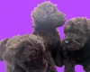 Schnoodle