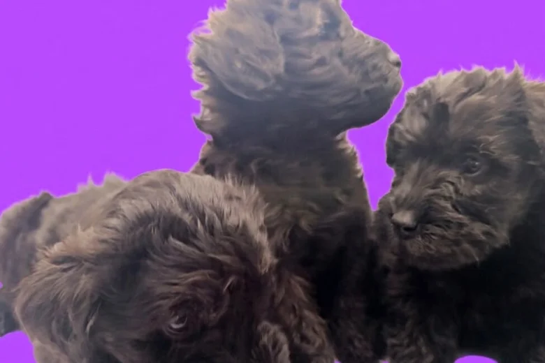 Schnoodle