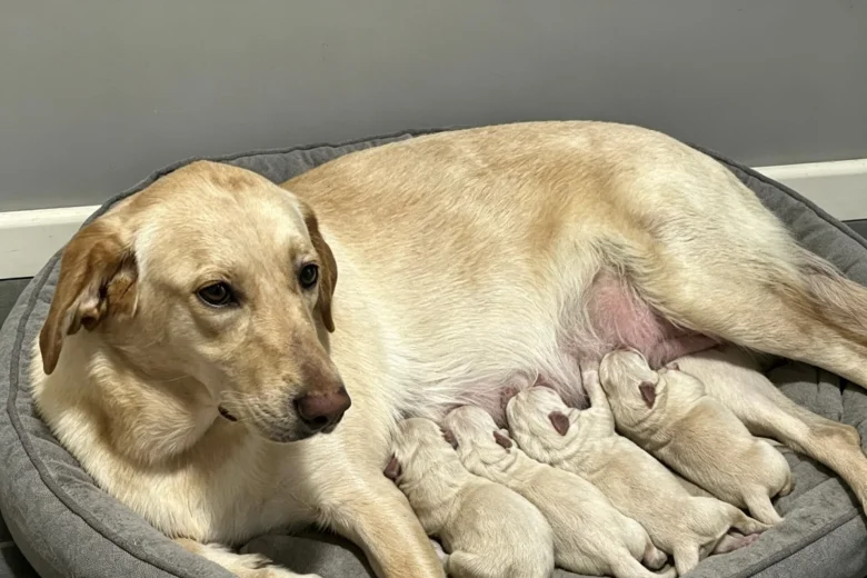 Mixed Breed