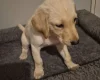 Mixed Breed
