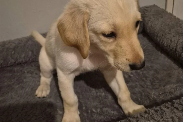 Mixed Breed
