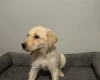 Mixed Breed