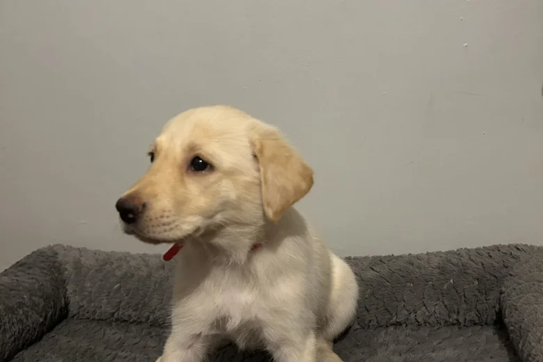 Mixed Breed