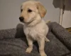 Mixed Breed