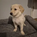 Mixed Breed