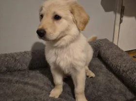 Mixed Breed