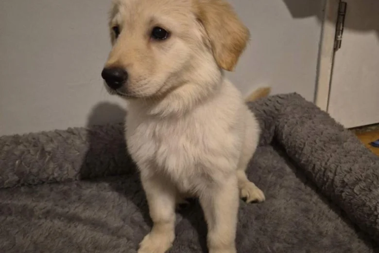 Mixed Breed