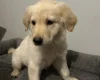 Mixed Breed