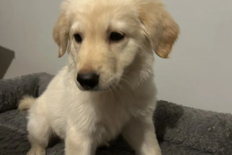 Mixed Breed