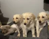 Mixed Breed