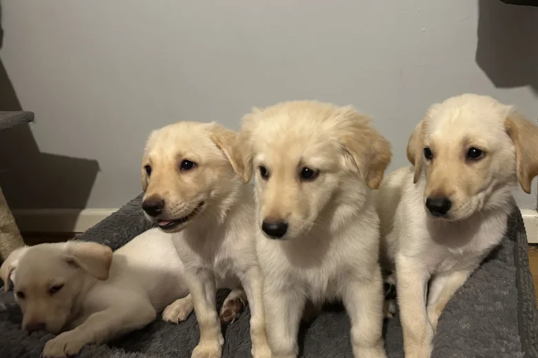 Mixed Breed