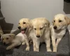 Mixed Breed