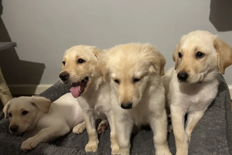 Mixed Breed
