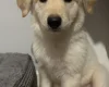 Mixed Breed