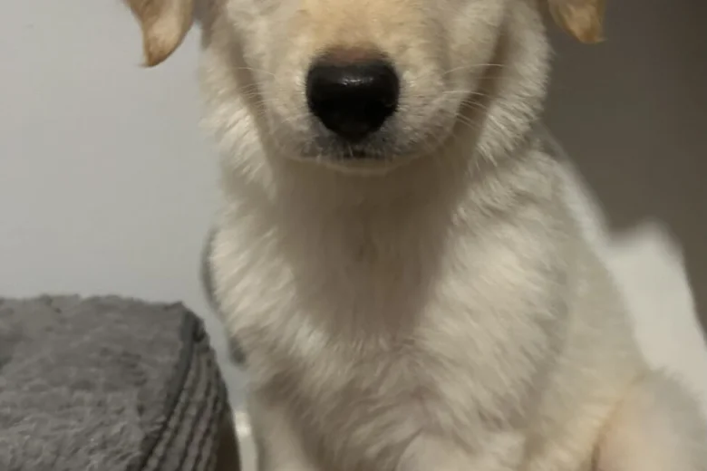 Mixed Breed