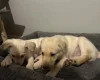 Mixed Breed