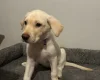 Mixed Breed