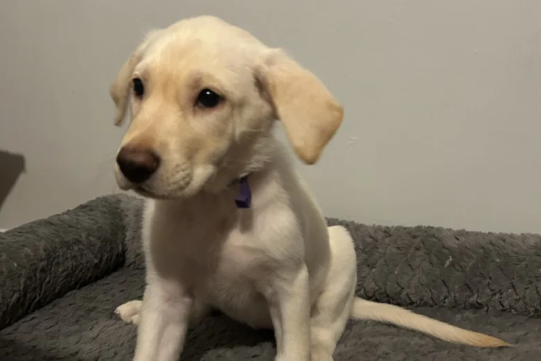 Mixed Breed