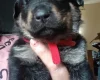 Mixed Breed