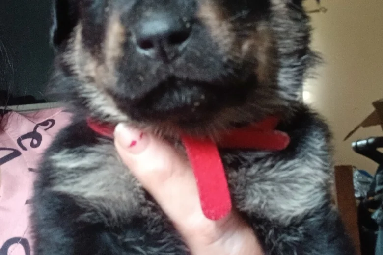 Mixed Breed