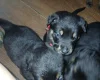Mixed Breed