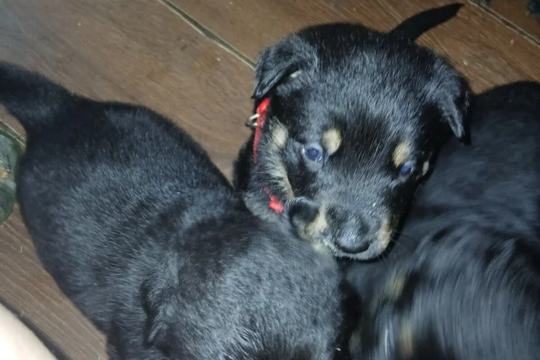 Mixed Breed