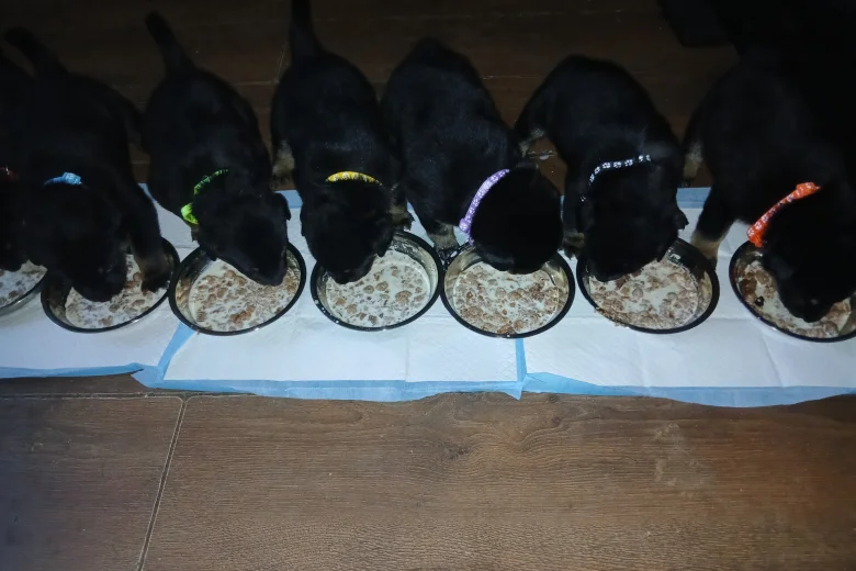 Mixed Breed