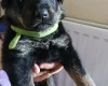 Mixed Breed