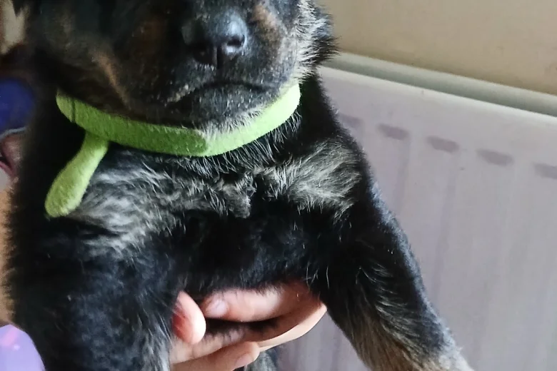 Mixed Breed