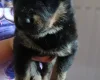 Mixed Breed