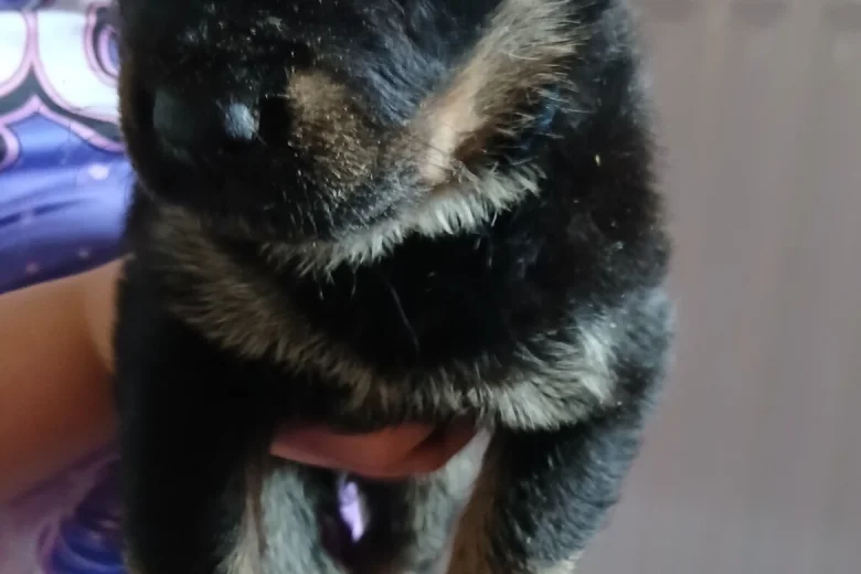 Mixed Breed