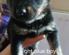 Mixed Breed